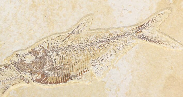 Bargain Diplomystus Fish Fossil From Wyoming #18372